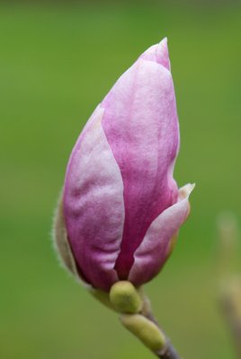 Magnolia x soulangeana 'Lennei' - magnolie, šácholan soulangeanův - květ